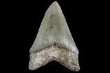 Serrated, Fossil Megalodon Tooth #72484-1